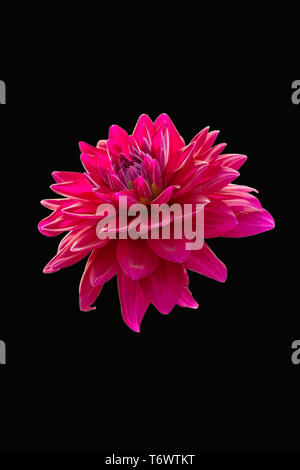 View Of Only Dalia Flower In Color Version On Black BackGround Stock Photo