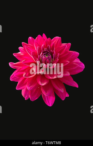 View Of Only Dalia Flower In Color Version On Black BackGround Stock Photo