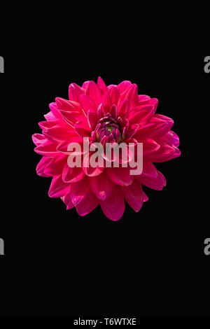 View Of Only Dalia Flower In Color Version On Black BackGround Stock Photo