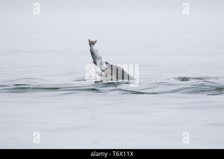 Bottlenose dolphin (Tursiops truncatus) eating a salmon in the Moray Firth, Chanonry Point, Scotland, UK