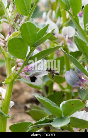 Honey bee (Apis mellifera) on broad bean (Vicia faba) plants, UK. Bees are an important pollinator for some crops such as broad beans. Stock Photo