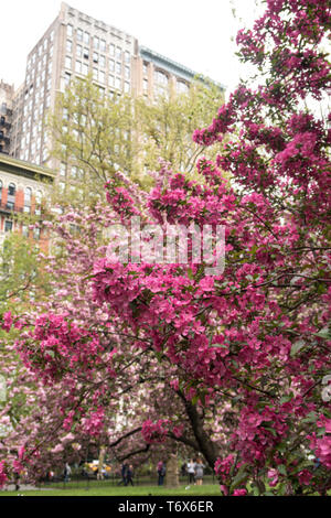 Prairie fire crabapple tree blossoms are beautiful in Madison Square Park, NYC, USA Stock Photo