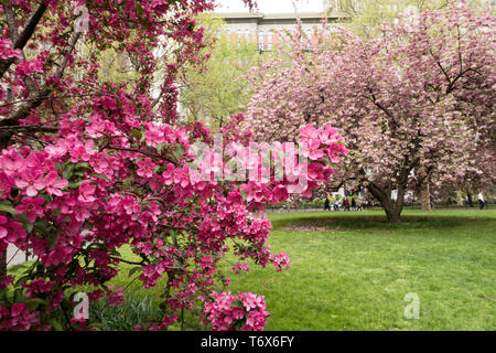 Prairie fire crabapple tree blossoms are beautiful in Madison Square Park, NYC, USA Stock Photo