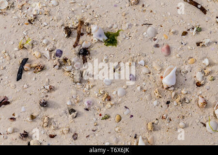 Colorful wet  broken and whole seashells and  small stones on the wet sand of an ocean beach after a storm Stock Photo