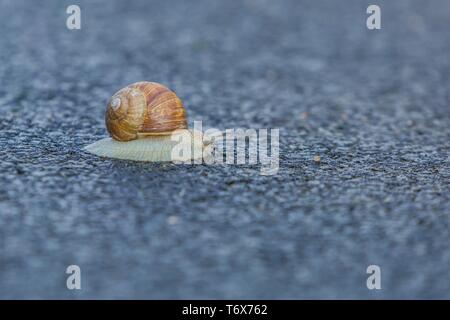 Large grey land snail with creamy brownish shell crawling slowly on wet macadam street. Blurry background and foreground.