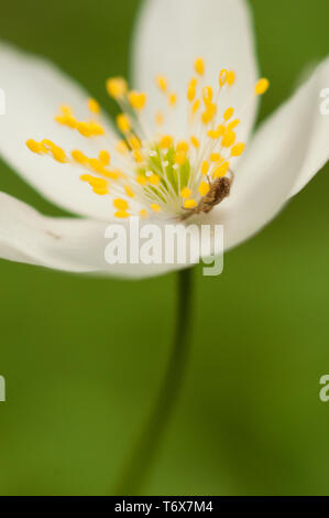 Wood Anemone (Anemone nemorosa) with a Running Crab Spider hiding underneath the androecium. Stock Photo