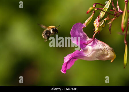 Common Carder visiting a Himalayan Balsam plant along the banks of the River Frome in Bristol where it is regarded as an invasive weed. Stock Photo