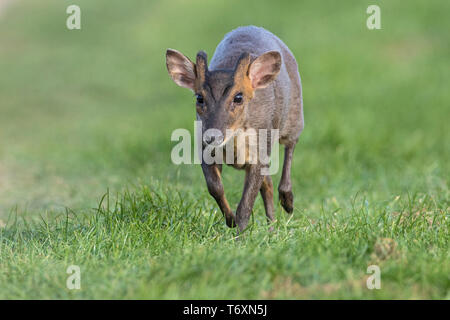 Reeves's Muntjac deer (Muntiacus reevesi), running, Cambridgeshire, UK Stock Photo