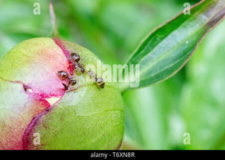 Peony flower bud with ants crawling - green paeony bud with magenta coloring - peonies with insects - ants close up - close up of ant on a flower Stock Photo