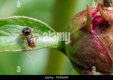Peony flower bud with ants crawling - green paeony bud with magenta coloring - peonies with insects - ants close up - close up of ant on a flower Stock Photo