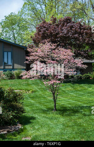 Pink flowering dogwood, Cornus florida, in a suburban setting, blooming in Tennessee, USA. Stock Photo