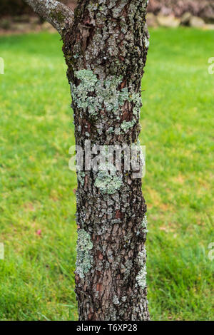 Common Greeenshield Lichen, Flavoparmelia caperata, on a dogwood tree trunk, Cornus florida, in Tennessee, USA. Stock Photo