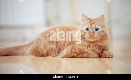The striped red domestic cat lies on a floor. Stock Photo