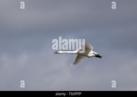 Bewicks Swan in flight / Cygnus bewickii Stock Photo