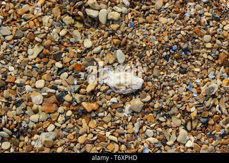 Background image with a pebbles beach and old shells Stock Photo