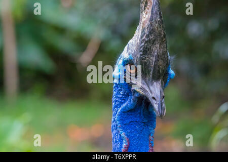 southern cassowary looking in the camera close up Stock Photo