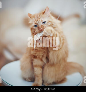The striped red domestic the cat sits on a table and plays with a toy. Stock Photo