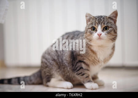 Gray striped domestic cat with white paws, sits. Stock Photo