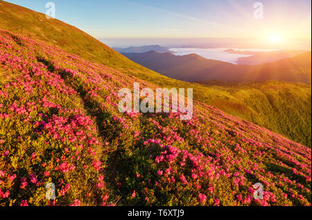 Beautiful view of pink rhododendron rue flowers blooming on mountain ...