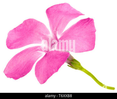 Pink flower of periwinkle, lat. Vinca, isolated on white background Stock Photo