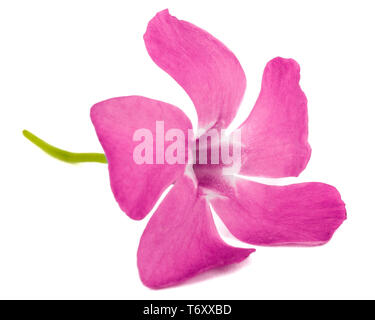 Pink flower of periwinkle, lat. Vinca, isolated on white background Stock Photo