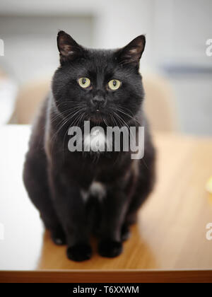 The black cat with green eyes sits on a table. Stock Photo