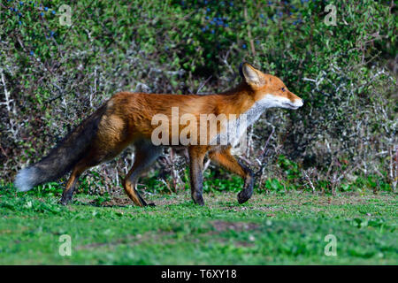 European Red Fox, Germany Stock Photo