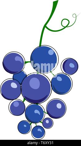 Cluster of blue grape with tendril illustration vector on white background Stock Vector