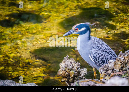 A Yellow-Crowned Night Heron in Sanibel Island, Florida Stock Photo