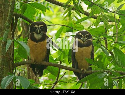 Two Spectacled Owls (Pulsatrix perspicillata) sitting in the tree, Costa Rica Stock Photo