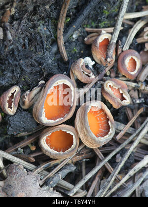 Geopyxis carbonaria, known as the charcoal loving elf-cup, dwarf acorn cup, stalked bonfire cup, or pixie cup Stock Photo