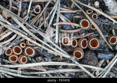 Geopyxis carbonaria, known as the charcoal loving elf-cup, dwarf acorn cup, stalked bonfire cup, or pixie cup Stock Photo