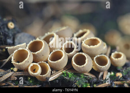 Geopyxis carbonaria, known as the charcoal loving elf-cup, dwarf acorn cup, stalked bonfire cup, or pixie cup Stock Photo