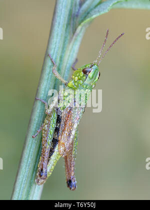 weaverbird grasshopper download