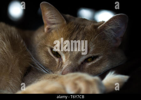 Cat Resting on a couch Stock Photo