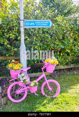 Roadside bicycle painted pink with flower display of Yellow Red and Blue primulas on it. Elswick Best Kept village Lancashire England UK Stock Photo