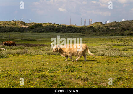 Aberdeen Angus Shetland cattle grazing in a pasture Stock Photo