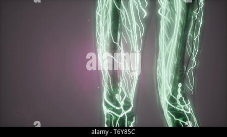 science anatomy scan of woman heart and blood vessels glowing Stock Photo