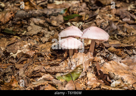 Mushrooms on forest floor Stock Photo