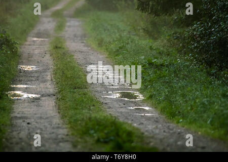 Puddles on the country woods road in foggy morning. Stock Photo
