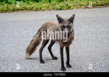 Fox Canada Stock Photo