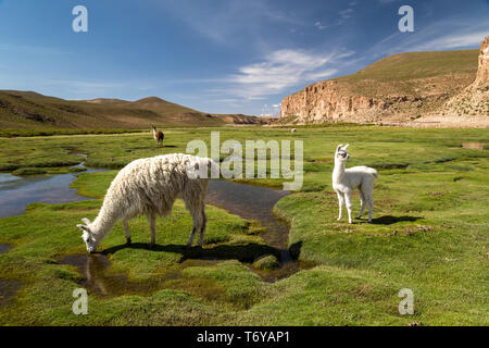 Alpacas grazing in Bolivian Altiplano Stock Photo