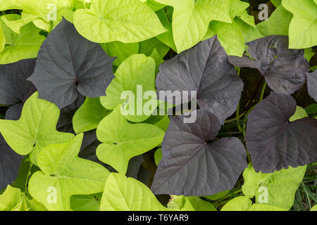 Full frame background of bright green and dark purple leaves Stock Photo