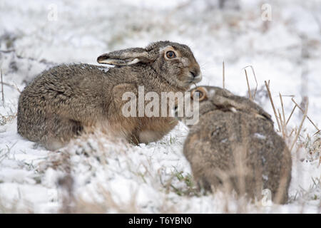 European Hares in winter / Brown Hare / Lepus europaeus Stock Photo