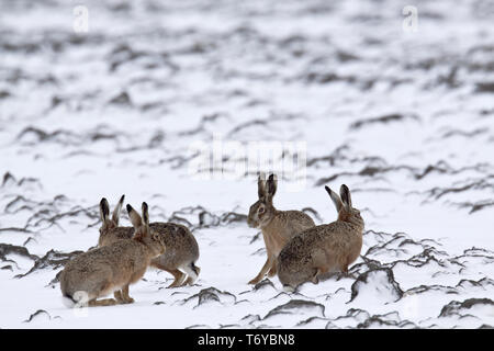 European Hares in winter / Brown Hare / Lepus europaeus Stock Photo