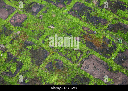 Green moss on paving stones. Full frame background Stock Photo