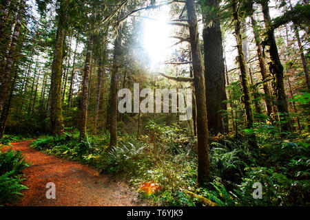 walk in the woods Stock Photo