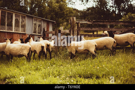 Sheep Pen Stock Photo