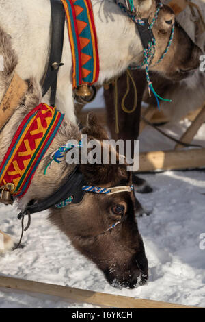 Russia, Yamal-Nenets Autonomous Region, Yamal peninsula, reindeer festival. Stock Photo