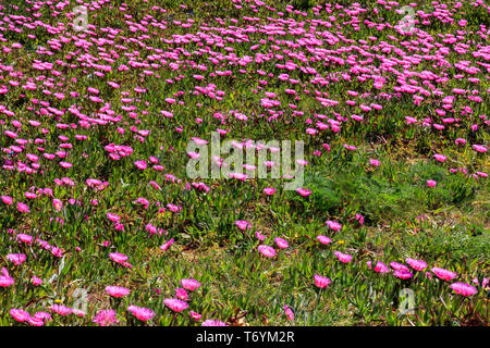 uña de gato planta en flor Stock Photo